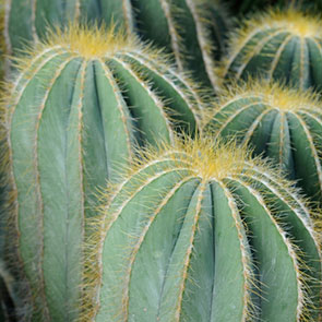 Pilocereus repandus