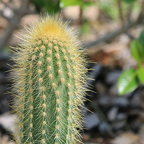 Pilosocereus lanuginosus