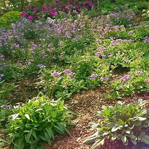 Consejos para el Jardín en Diciembre