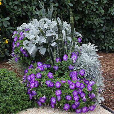 Combina Especies y Colores para Crear Tiestos Decorativos