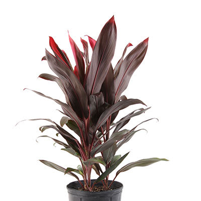 Florida Ti Plant