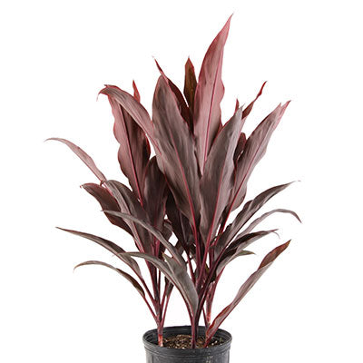 Hawaiian Boy Ti Plant