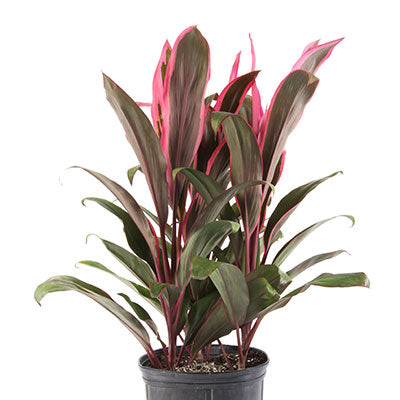 Maria Ti Plant