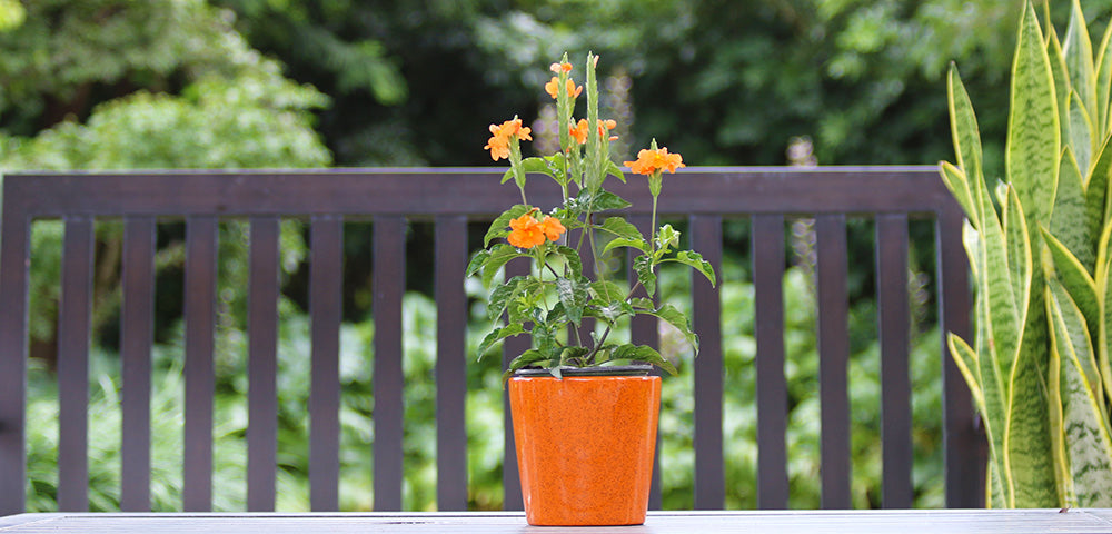 Crossandra  Costa Farms