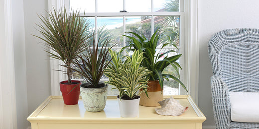 Dracaena  Costa Farms
