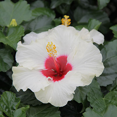 Boreas White