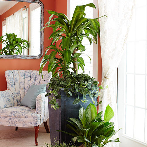Houseplant Basics