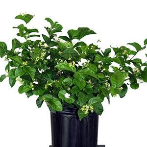 Arabian Jasmine