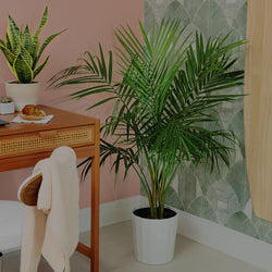 Featured image Blog - Majesty Palm houseplant next to desk with computer and Snake Plant