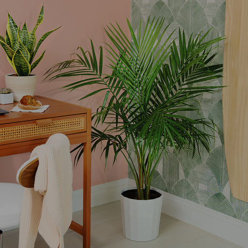 Majesty Palm houseplant next to desk with computer and Snake Plant