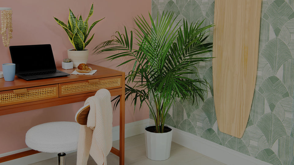 Majesty Palm houseplant next to desk with computer and Snake Plant