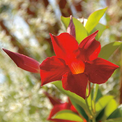 Sun Parasol® Crimson Mandevilla