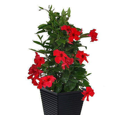 Sun Parasol® Giant Crimson Mandevilla