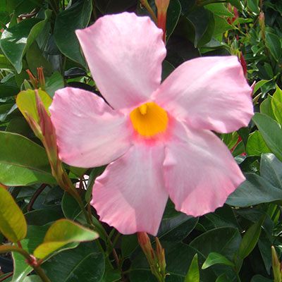 Sun Parasol® Giant Pink Mandevilla