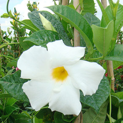 Sun Parasol® Giant White Mandevilla