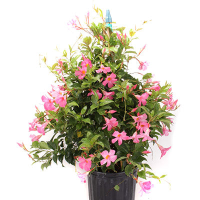 Sun Parasol® Pink Mandevilla