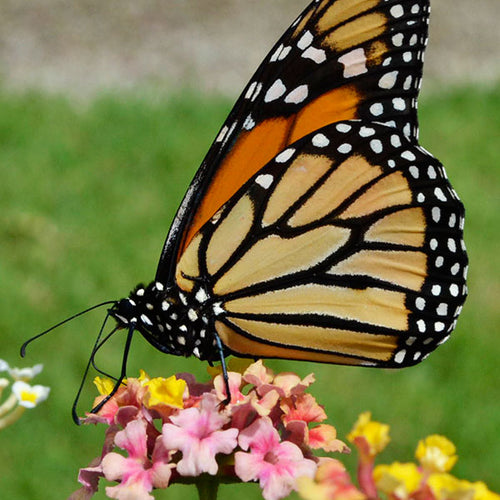 Top Plants to Attract Butterflies to Your Garden