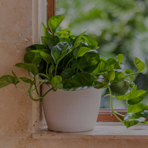 Global Green Pothos in decorative pot on windowsill