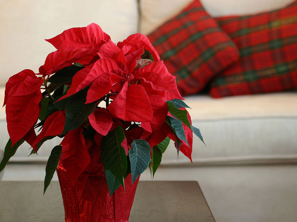 A Shopper's Guide to Buying Perfect Poinsettias