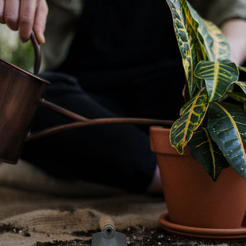 Repotting and watering a croton houseplant