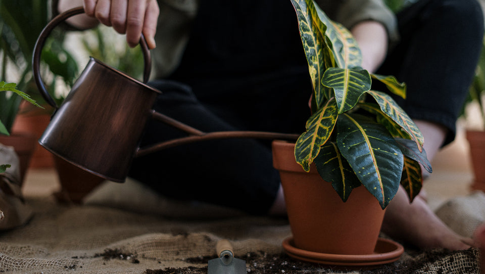 Repotting and watering a croton houseplant