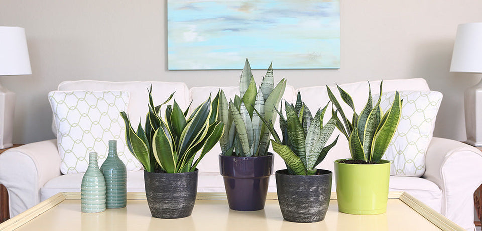 A collection of snake plants in various colored pots, with green and yellow-striped leaves, neatly arranged on a glass-top coffee table in a bright living room