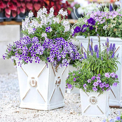 Container Garden Guide