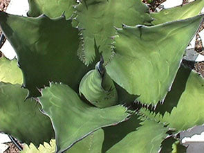Agave salmiana