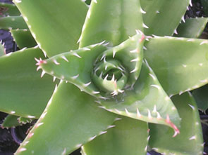 Aloe brevifolia