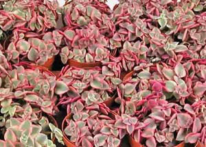 Crassula marginata 'Variegata'