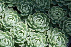 Echeveria elegans
