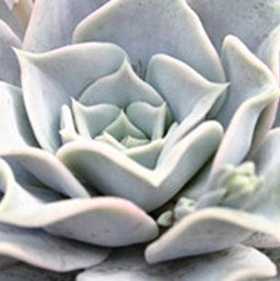 Echeveria lilacina