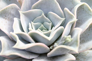 Echeveria lilacina