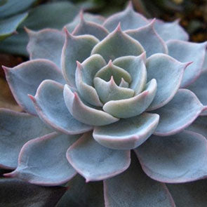 Echeveria peacockii