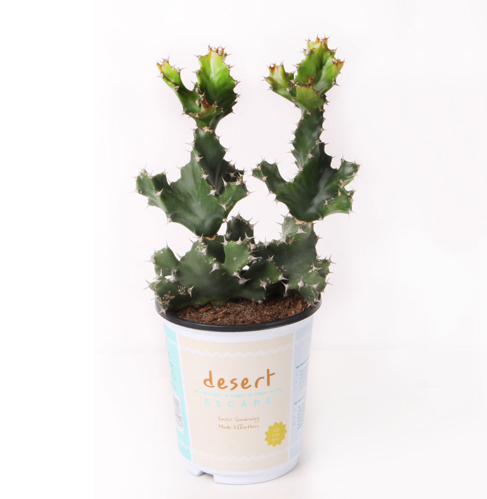 Euphorbia tortilis