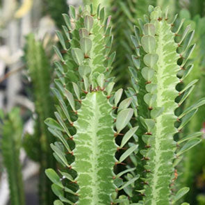 Euphorbia trigona