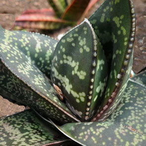 Gasteria brevifolia