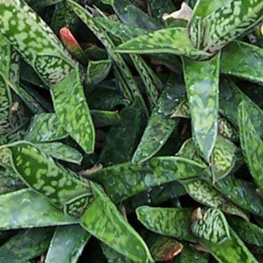 Gasteria bicolor var. liliputana
