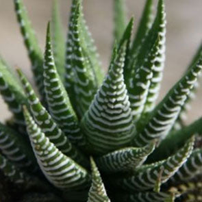 Haworthia fasciata