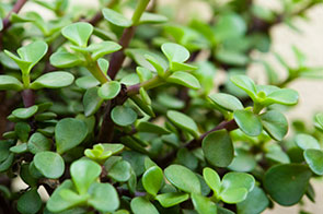 Portulacaria afra