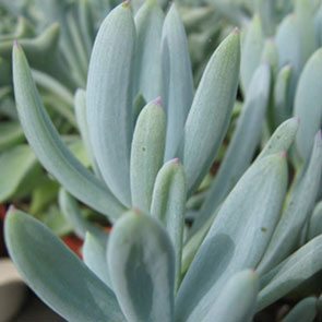 Senecio ficoides