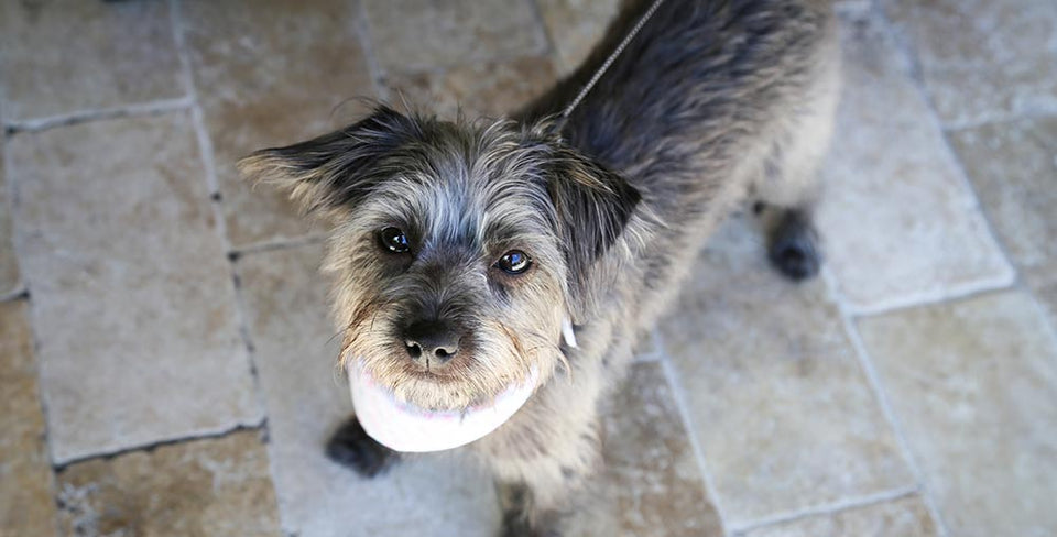 Camping With Your Pet: What You Should Know