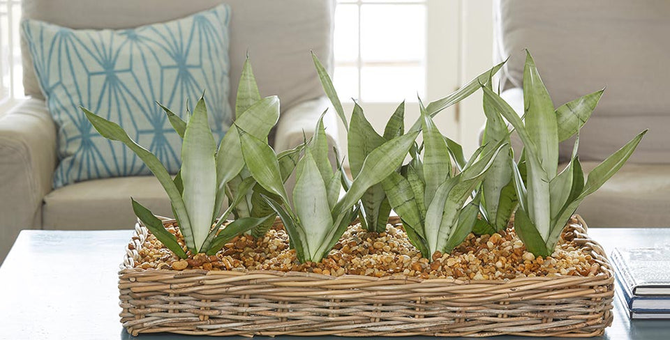 Why Have Summer Houseplants