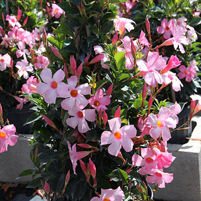 Sun Parasol® Pretty Pink Mandevilla