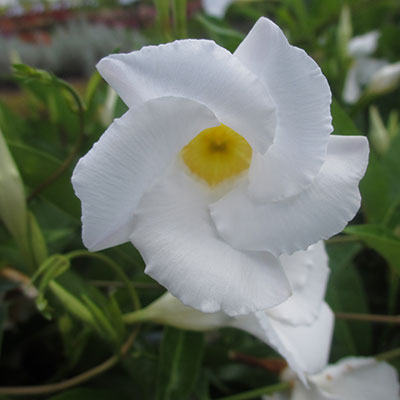 Sun Parasol® White Mandevilla