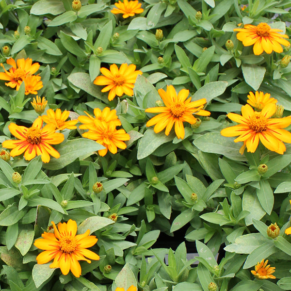 Zahara Sunburst
