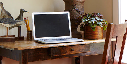 Best Houseplants for Apartments