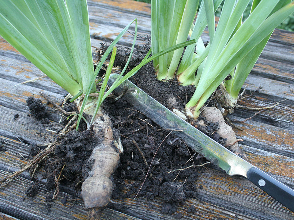 How To Divide Perennials