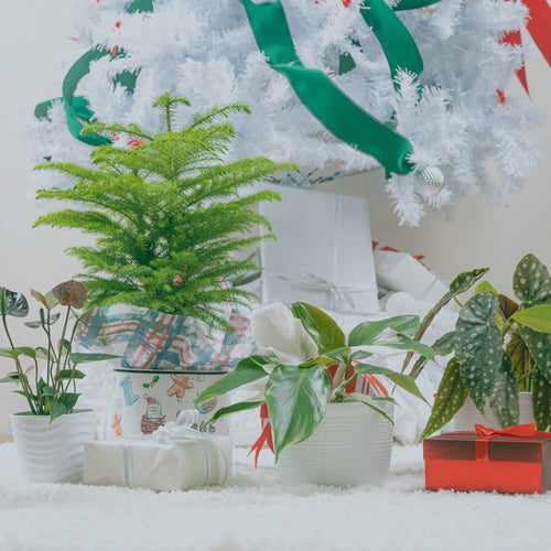 Collection of holiday houseplants in front of a whiteChristmas Tree