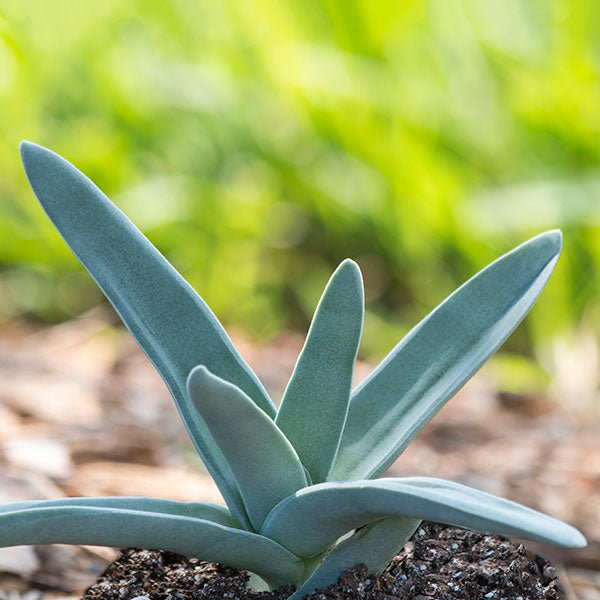 Propeller Plant